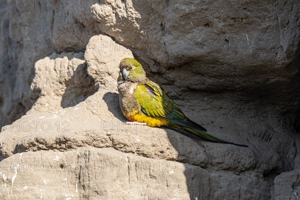 Rock parakeet