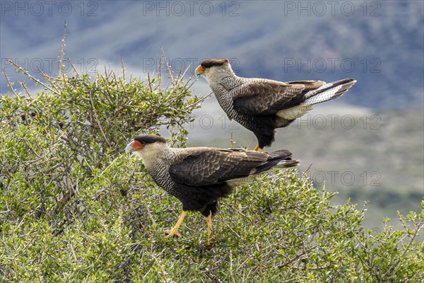 Crested caracara