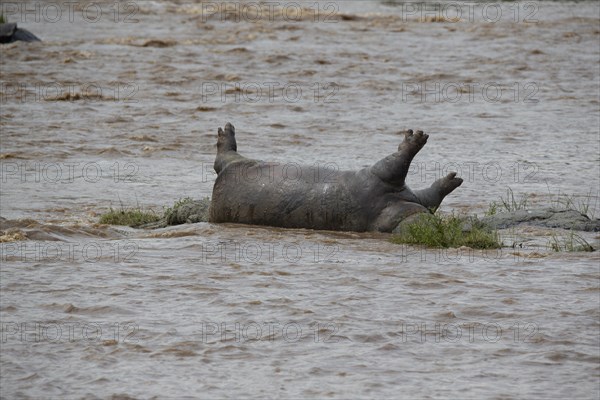 Hippopotamus