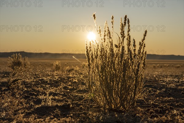 Sour grass in the sunset