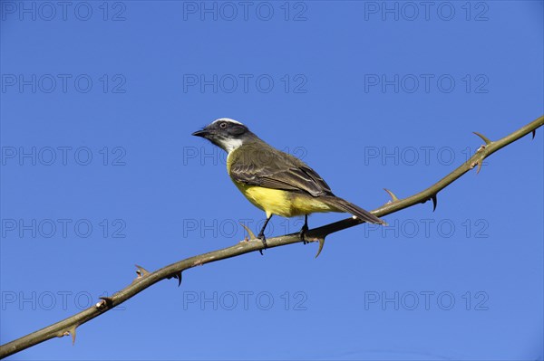 Social Flycatcher