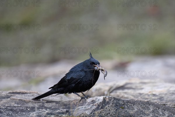 Crested Black-Tyrant