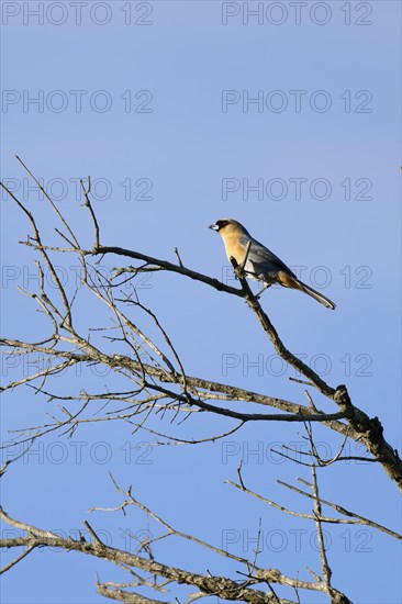 Cinnamon Tanager