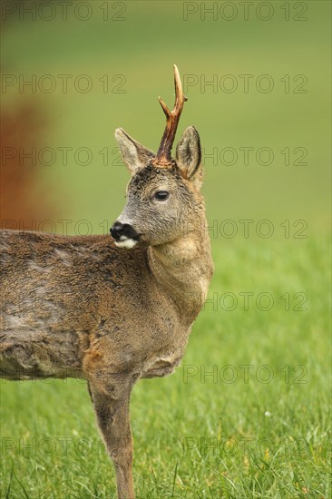 European roe deer