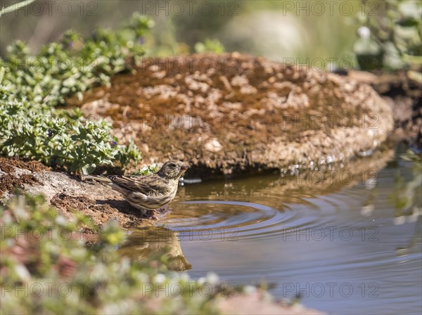 Corn bunting