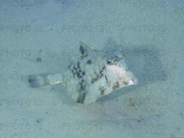 Pyramid Trunkfish