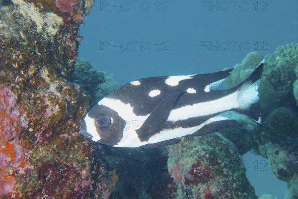 Juvenile black and white snapper