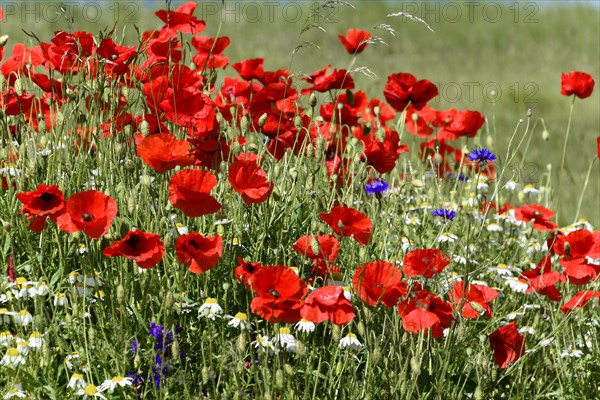 Poppy flowers