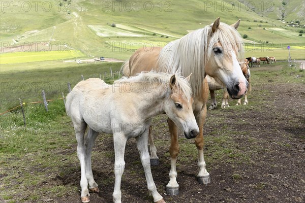 Haflinger horses and others