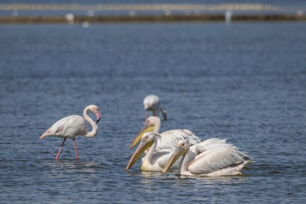 Great white pelican