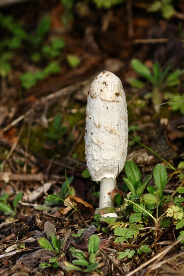 Shaggy ink cap