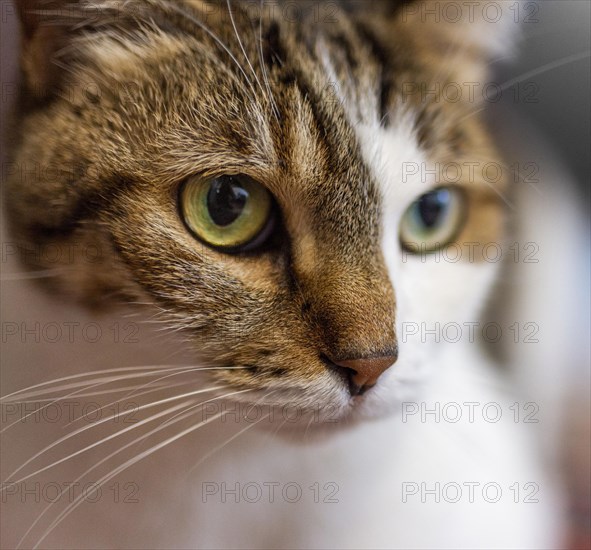 Beautiful cat with different eyes close up