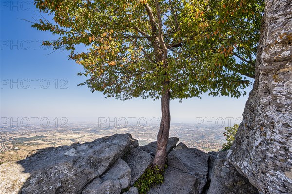 Tree on a cliff edge on the Percorso della Rupe hiking trail