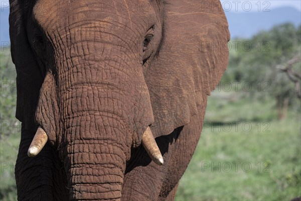 African elephant