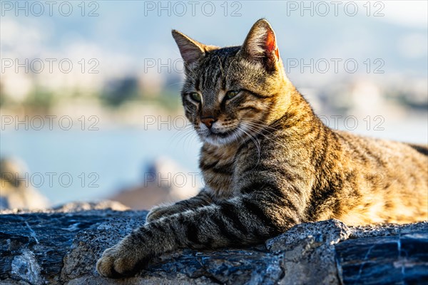 Portrait of a city cat