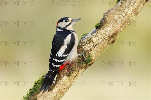 Great spotted woodpecker