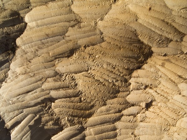 Gnaw marks of beavers