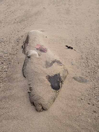 Southern elephant seal