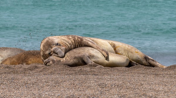 Southern elephant seals