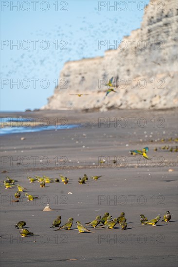 Rock parakeets