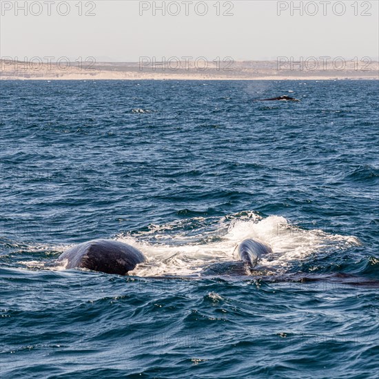 Southern right whale