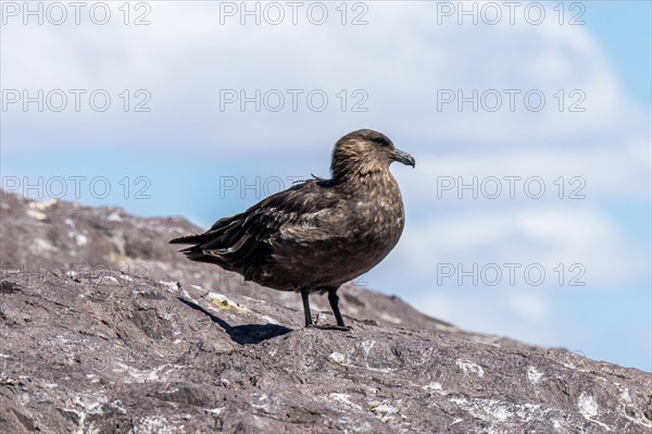 Brown Skua