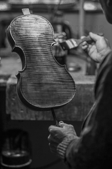 Senior expert violin maker luthier varnish with brush classic handmade violin paint natural ingredient recipe in Cremona Italy home of best artisan of this kind