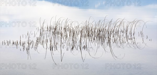 Reed structure in the water