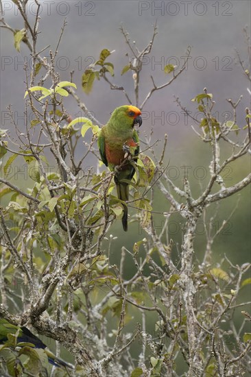 Golden-capped Parakeet