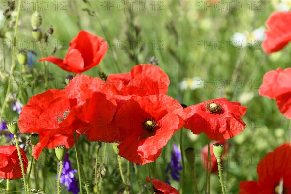 Poppy flowers