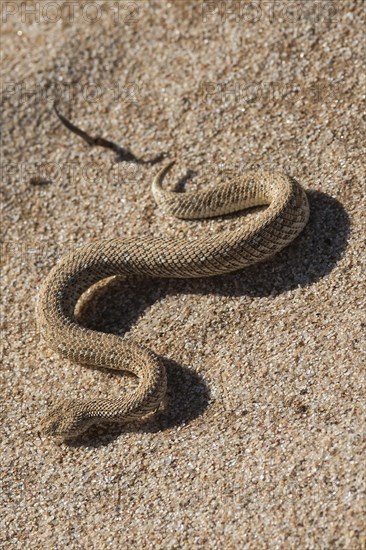 Dwarf puff adder