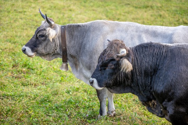 Cute Bull and Cow on the Green Field in Switzerland