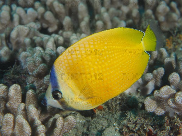 Sunburst butterflyfish