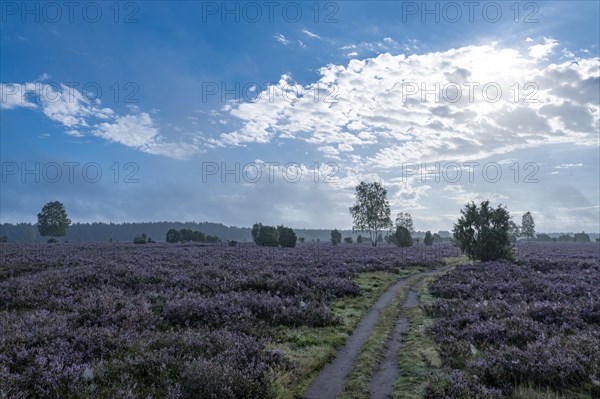 Path through heathland