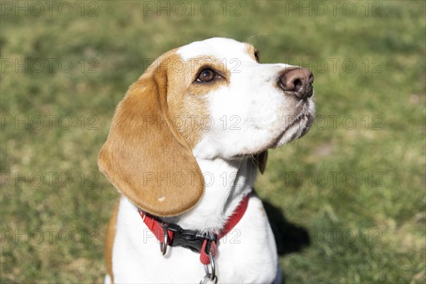 Portrait of Beagle dog on lawn