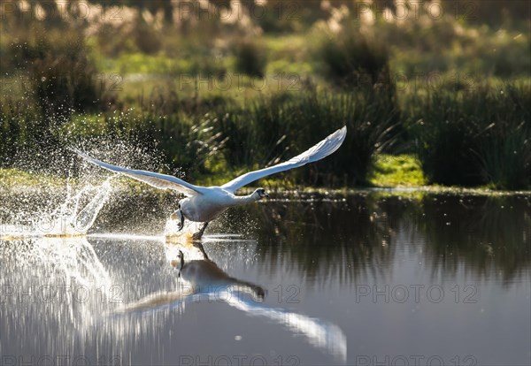 Mute Swan