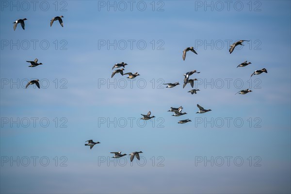 Eurasian Wigeon