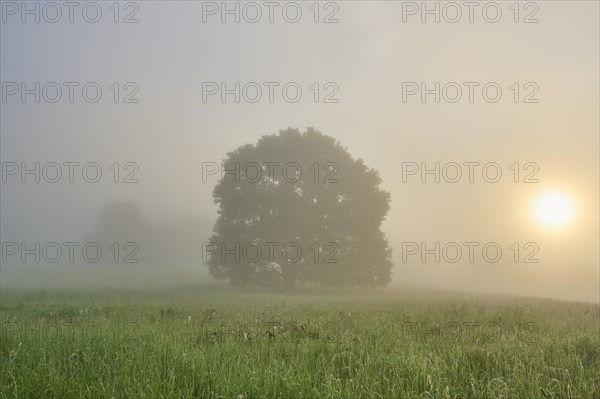 Oak tree