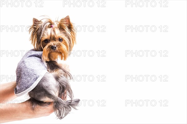 Close up hands holding yorkshire isolated white background