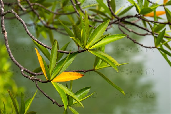 Mangrove