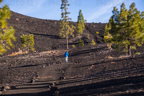 Canary Island pines