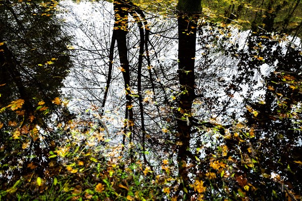 Beautiful Flood Water Pond with Tree Reflection and Autumn Leaves Floating on the Water Surface with Sunlight in Lugano