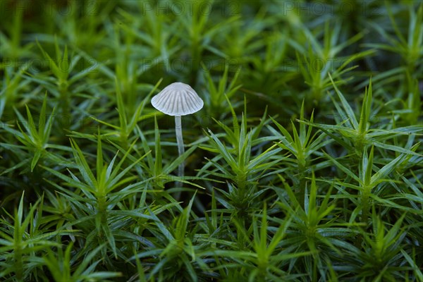 A small lamellar fungus grows between moss. Germany