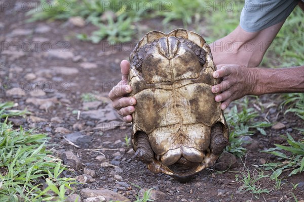 Leopard tortoise