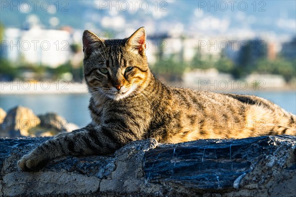 Portrait of a city cat