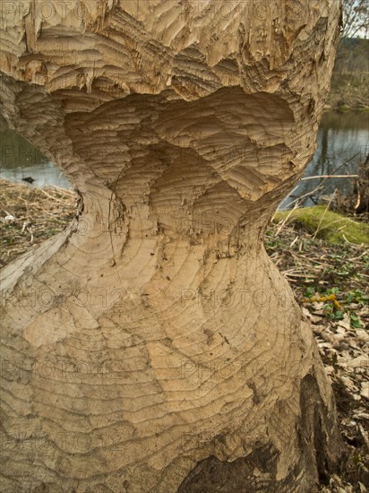 Tree gnawed by a beaver