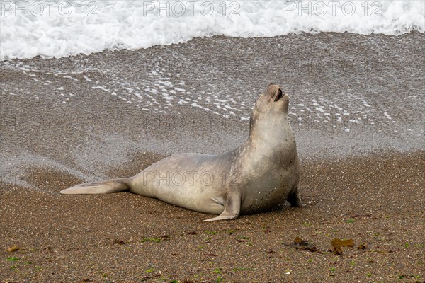 Southern elephant seal