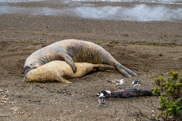 Southern elephant seals