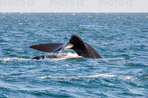 Southern right whale