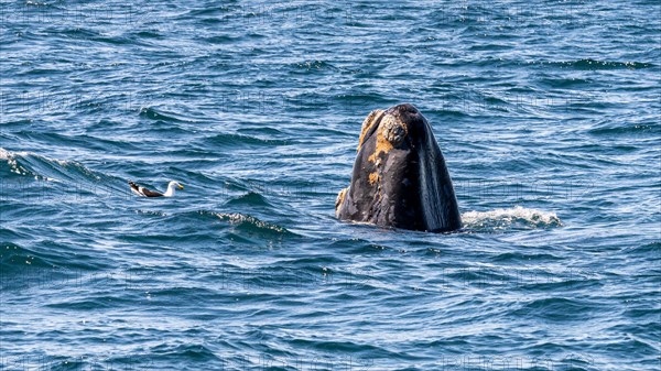 Southern right whale